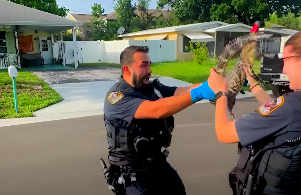 Policía de Nueva York se muda a Florida y le toca lidiar con su primer caimán