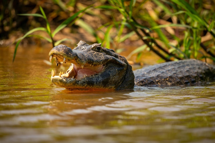 Caimán se vuelve “dueño” del lugar y obliga a cerrar zona turística en Florida