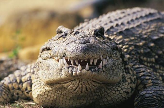 Una mujer de Florida pisó un caimán tras confundirlo con un tronco y este la mordió