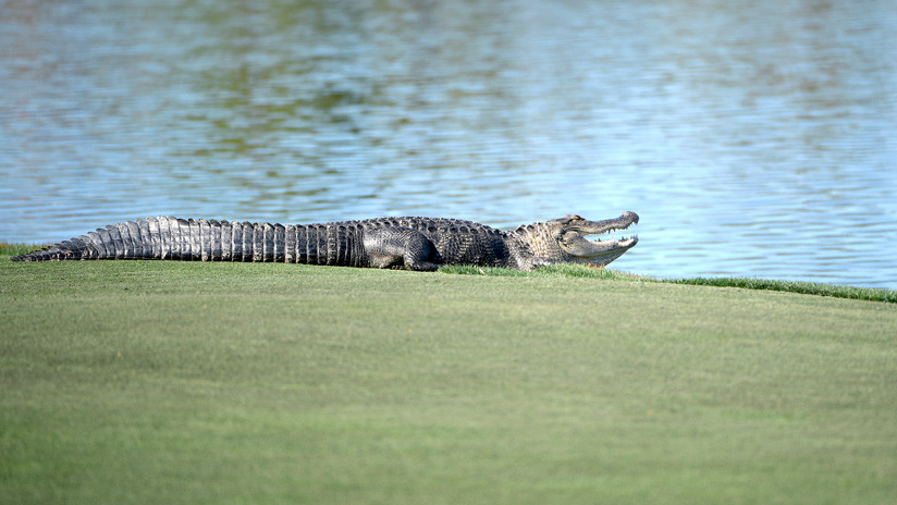 Caimán irrumpió y agarró una bola en pleno torneo de golf en Florida