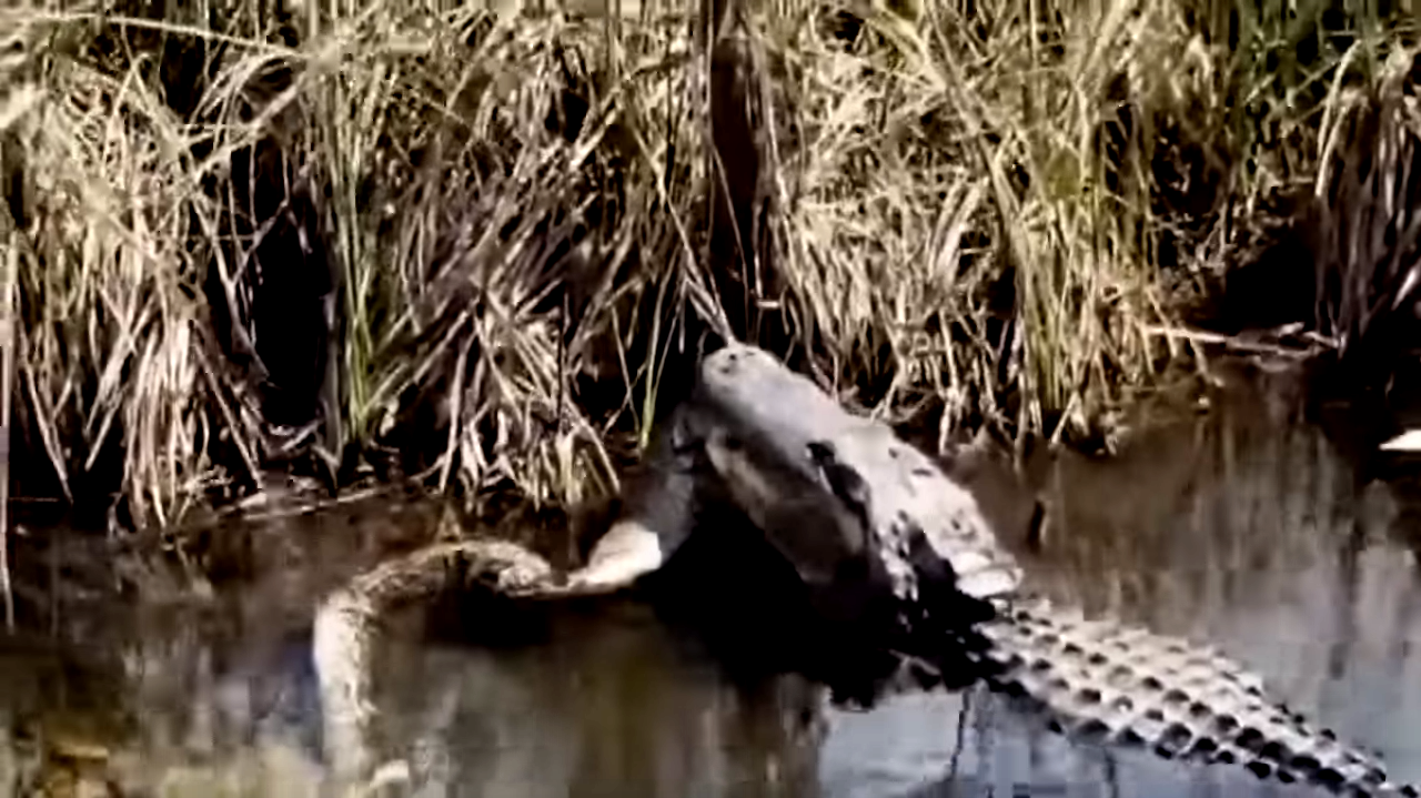Sí, los cocodrilos pueden saltar en vertical y muy alto  (video)