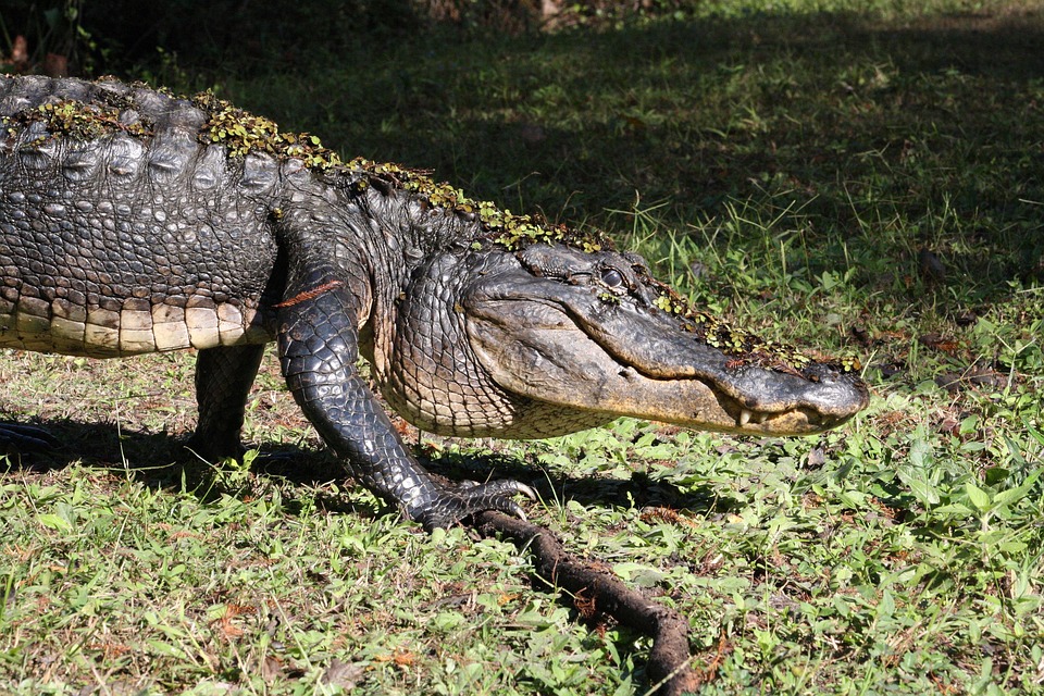 An officer attended an emergency with an alligator, and this is what he found