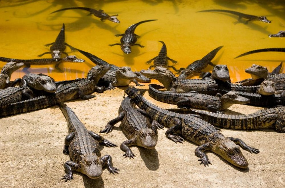 Florida lidera ranking indeseado: los lagos más repletos de caimanes están ahí