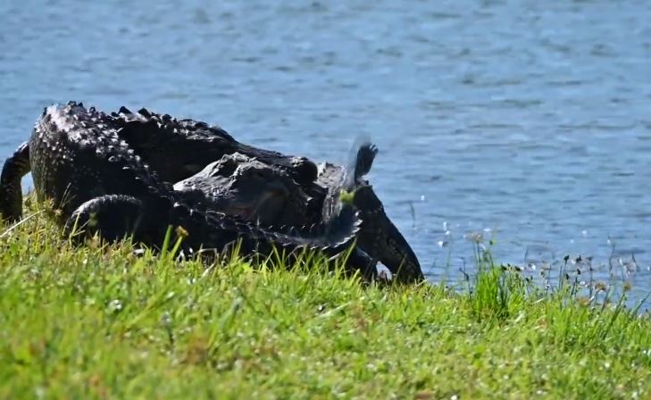 ¡Lucha a muerte! Dos caimanes pelean a orillas de un lago en Florida