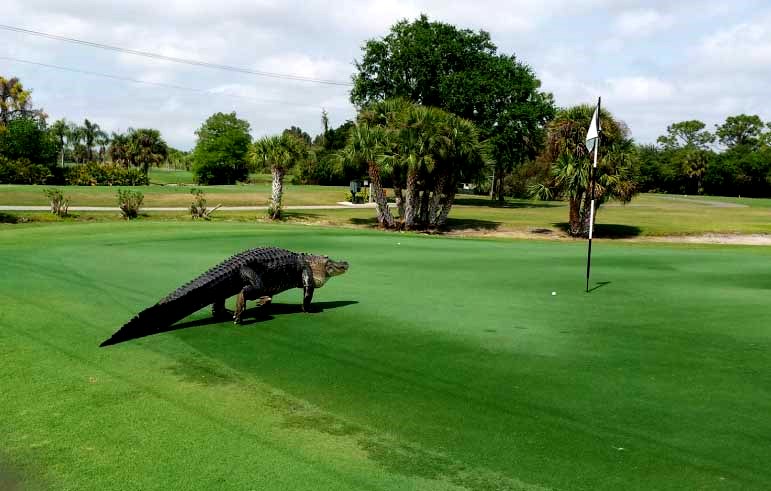 Un enorme caimán se apodera de un campo de golf en Florida