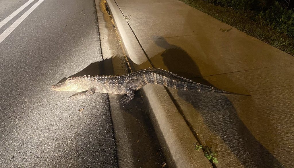 Vehículo atropella a un caimán en una carretera de Florida