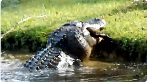 El sorprendente video de un caimán caníbal comiéndose a otro