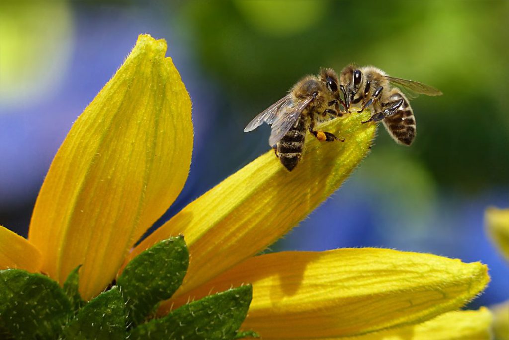 Conozca la miel con cannabidiol que salva a miles de abejas