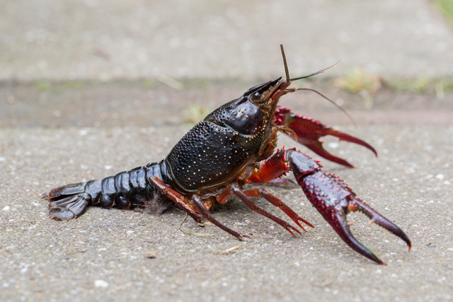 Contaminación con antidepresivos afecta comportamiento de cangrejos de río