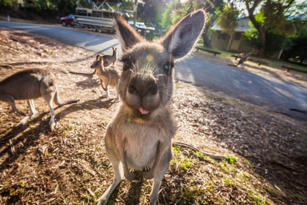 Acusan a dos adolescentes de matar a 14 canguros en Australia