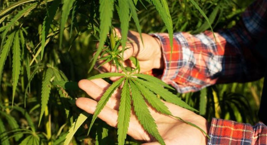 Descubre las propiedades curativas del cannabis con las variantes del Covid-19