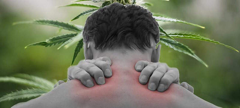 Dolor crónico: principal causa del uso de marihuana medicinal en Florida