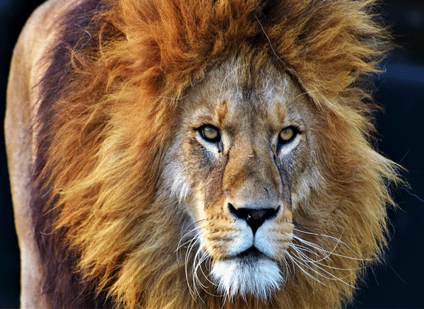 Hombre entra a peligroso recinto de leones, sin sospechar lo que haría el depredador (VIDEO)