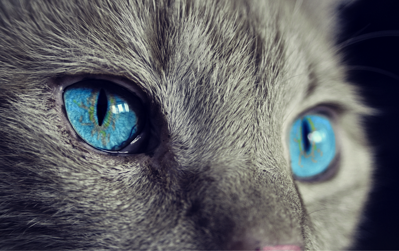 Mira esta increíble ilusión óptica de un pequeño gato +Foto