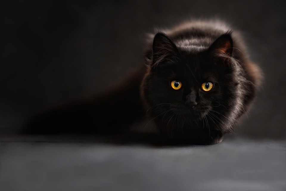 Caja inteligente para gatos evita que los mismos ingresen a las casas con el cadáver de sus presas