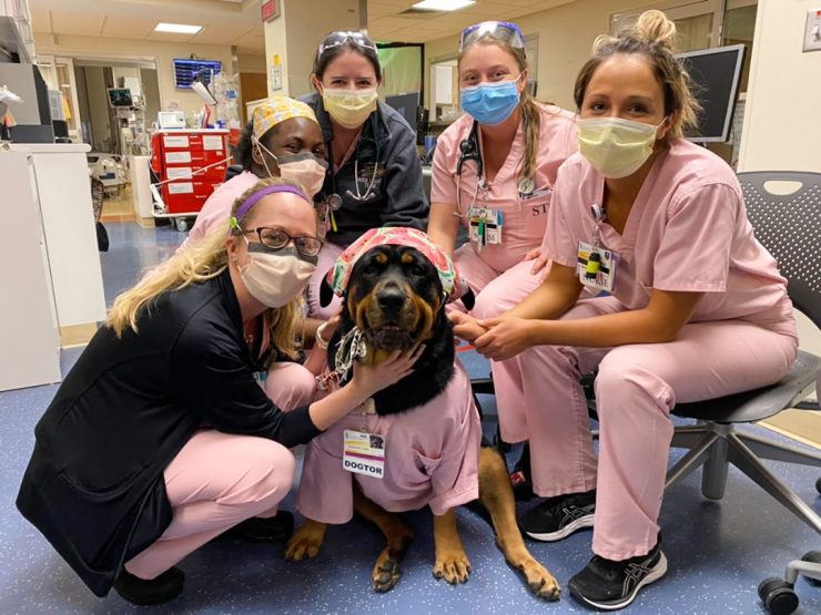 Loki, la “dogtora” que cura con su amor a pacientes en Baltimore