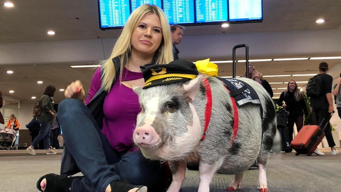 Increíble cerdita ayuda a pasajeros a combatir el estrés en aeropuerto de EEUU
