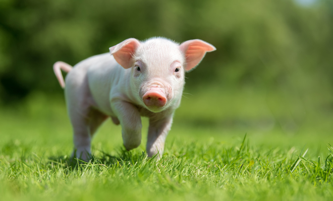 Científicos lograron revivir órganos de cerdos una hora después de su muerte