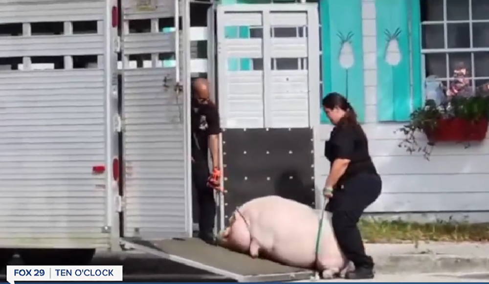 cerdo obeso Palm Beach