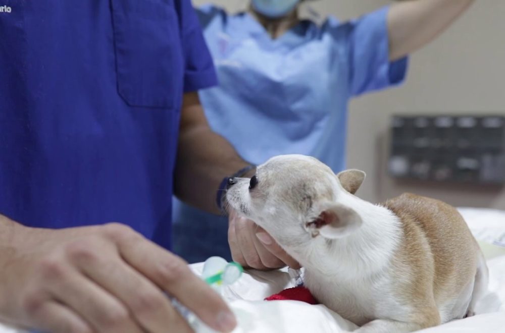 Pet groomer fingió ser veterinario y causó la muerte de una perrita en Naples