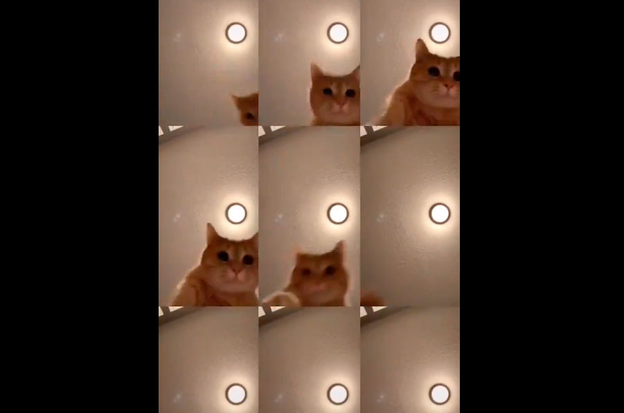 No se pierda el #MrSandmanChallenge donde sus mascotas serán protagonistas (+Videos)