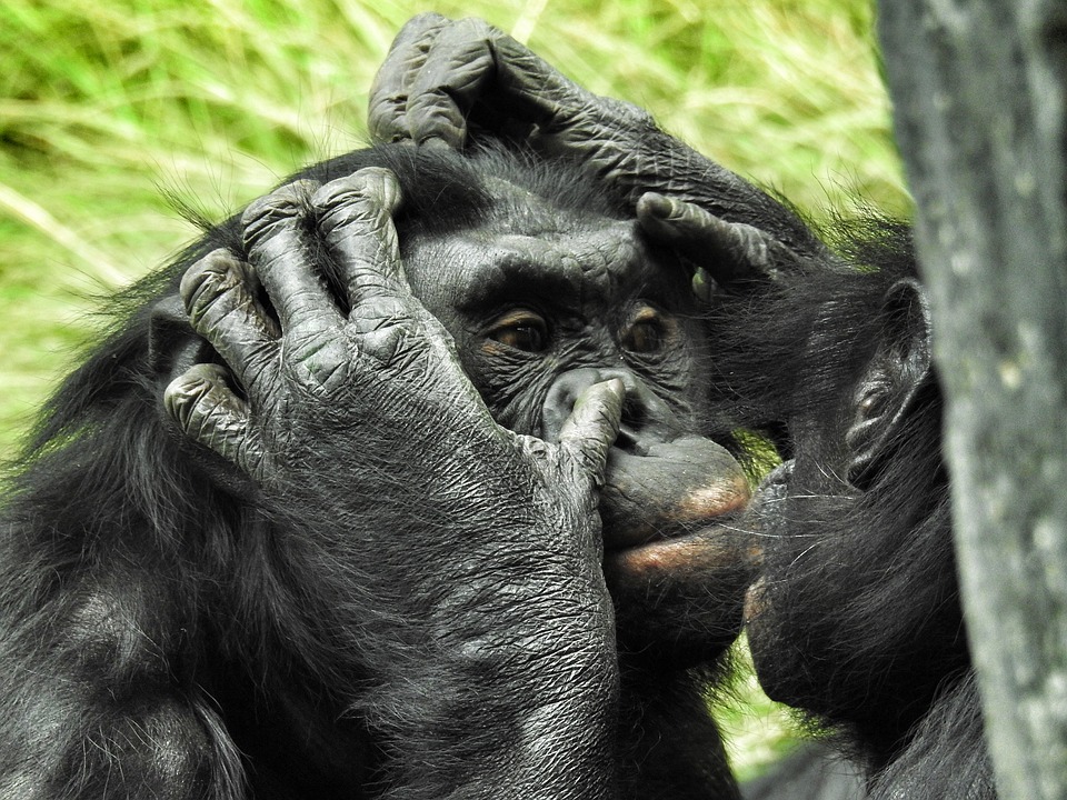 Zoológico prohíbe la entrada a una mujer por enamorar a un chimpancé