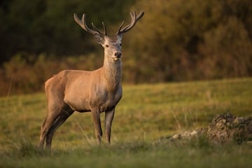 Un venado casi tropieza con un cocodrilo en Florida