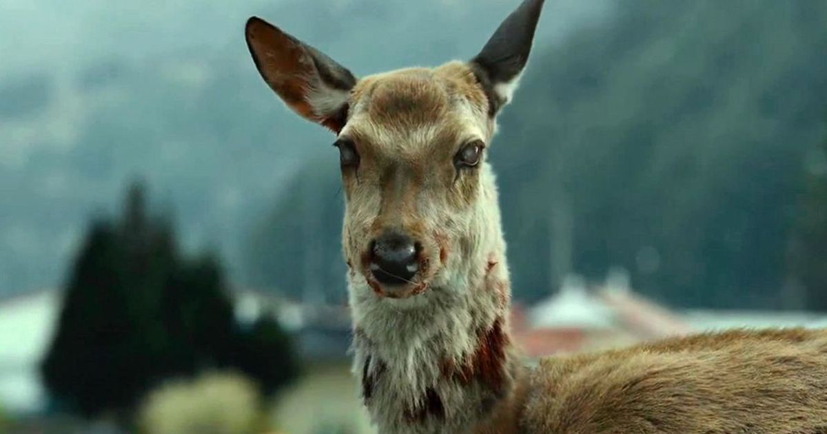 ¡Alertan a los cazadores! Aparecen ciervos zombies en 24 regiones de EEUU
