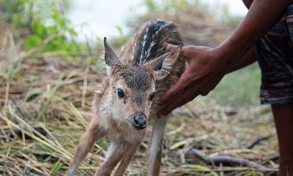 ¡Héroe! Niño arriesga su vida para salvar a un bebé ciervo (Video)