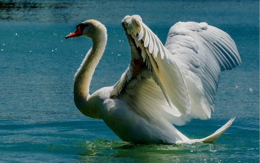 Una ciudad de Florida comienza a vender los cisnes de su lago por lo costoso que es mantenerlos