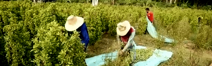 EEUU preocupado por aumento de cultivos de coca en Colombia