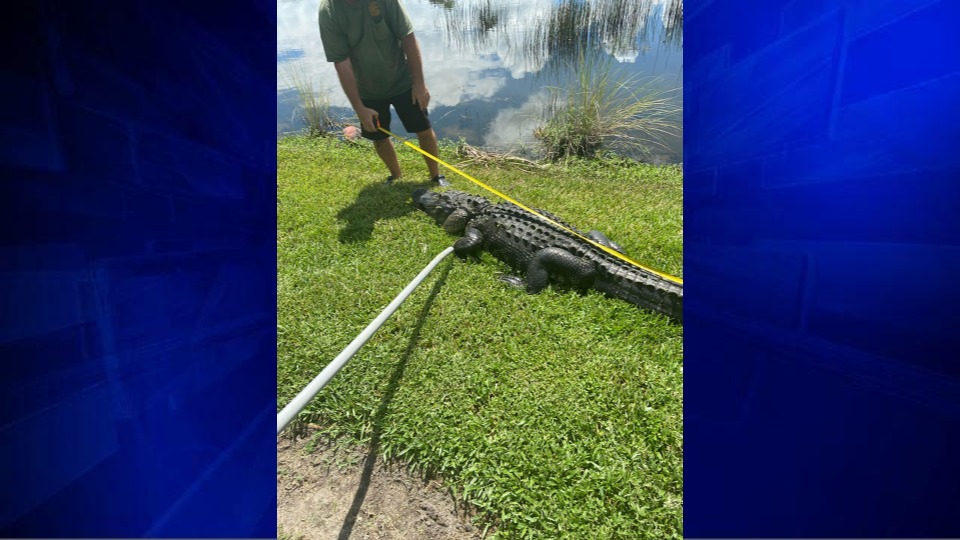 Mujer fue atacada por cocodrilo mientras podaba árboles en Florida