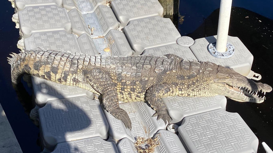 Abuela de 70 años consiguió un cocodrilo en patio trasero de Punta Gorda