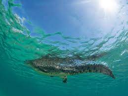 Captan a un tiburón y un caimán nadando juntos en el Indian River Lagoon
