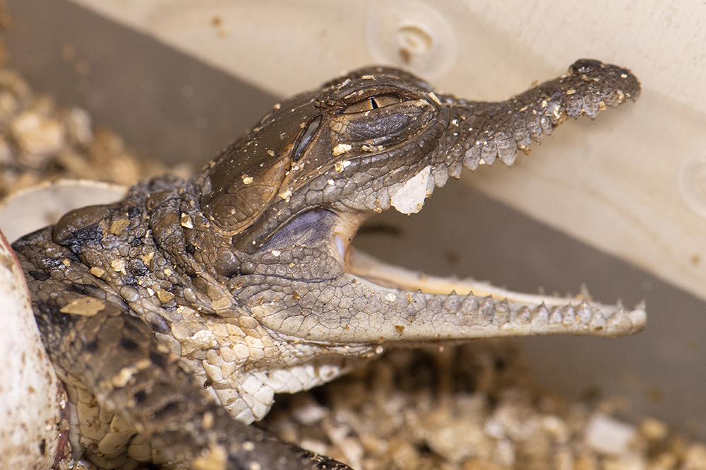 Crías de cocodrilos del Orinoco en peligro de extinción llegan al zoológico de Miami