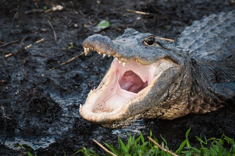 ¡Milagroso! Buzo sobrevive tras ser mordido en la cabeza por cocodrilo en Florida