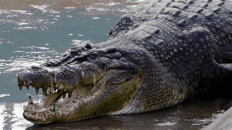 Florida: un cocodrilo ataca a un hombre en el patio de su casa