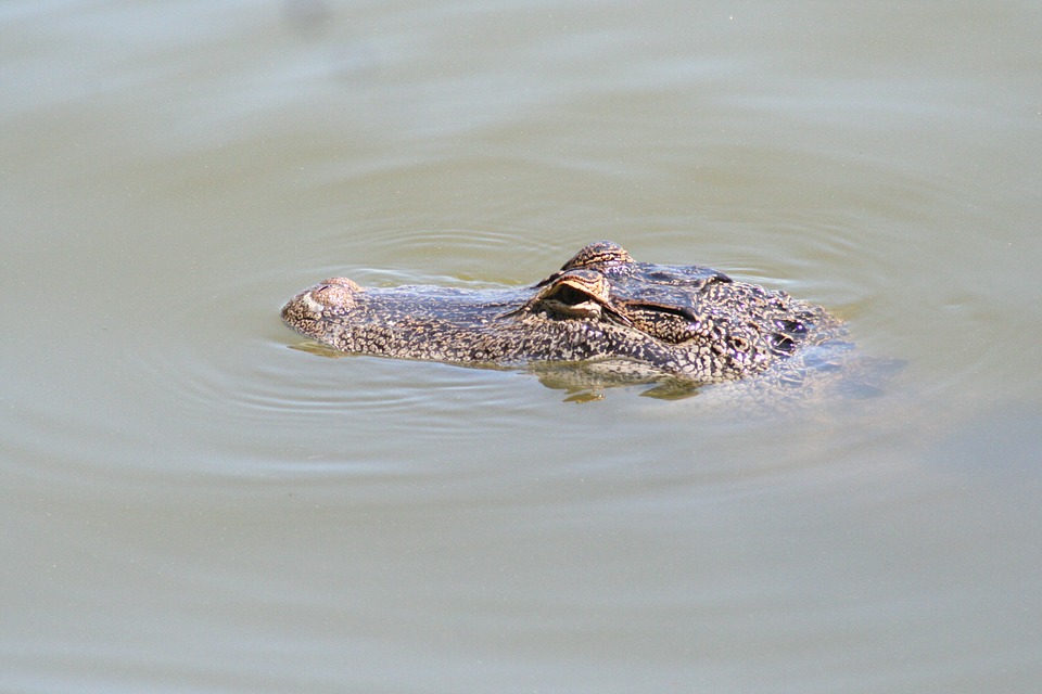 10 cocodrilos devoraron a joven de 16 años en un lago de Florida