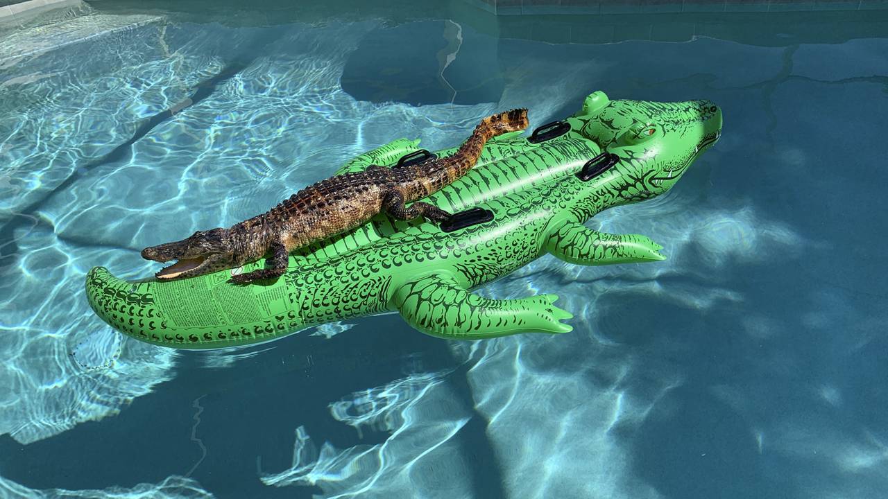 ¡Insólito! Familia encontró a cocodrilo tomando sol en inflable en la piscina en Miami