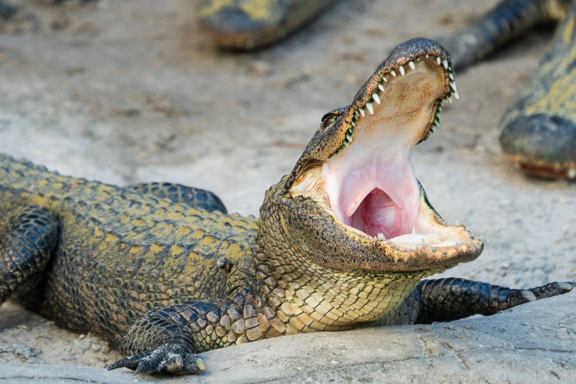 Hombre rescató a perrito de la boca de caimán en estanque de Florida (Video)