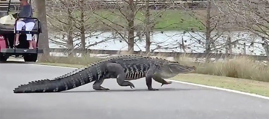 Atento en las carreteras: Autoridades de Florida advierten temporada de apareamientos de cocodrilos