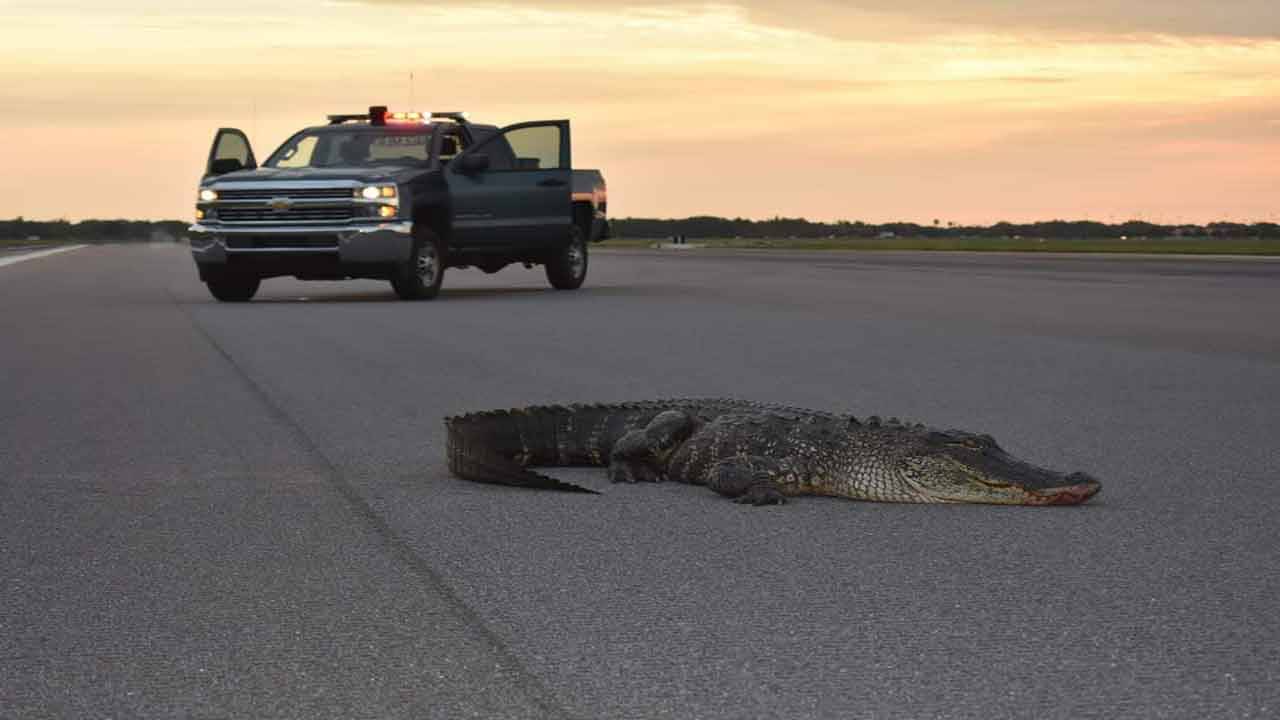 Aparece un caimán en una pista de la Fuerza Aérea en Florida