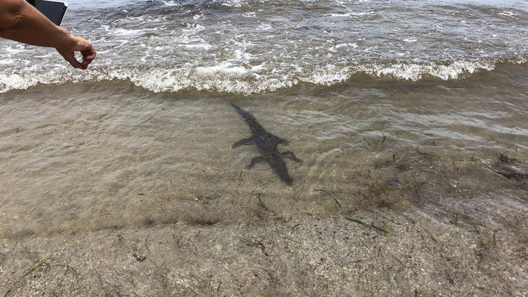 ¡Adorable! Pequeño caimán fue visto en costa de Key Biscayne
