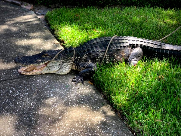 Atrapan cocodrilo gigante en una casa de Tampa