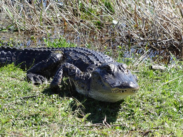 Buscan cazadores de cocodrilos en Florida