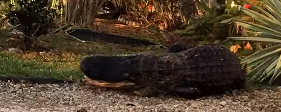 ¡Increíble! Policías deben emplear todas sus habilidades para capturar a un gigantesco cocodrilo en Florida