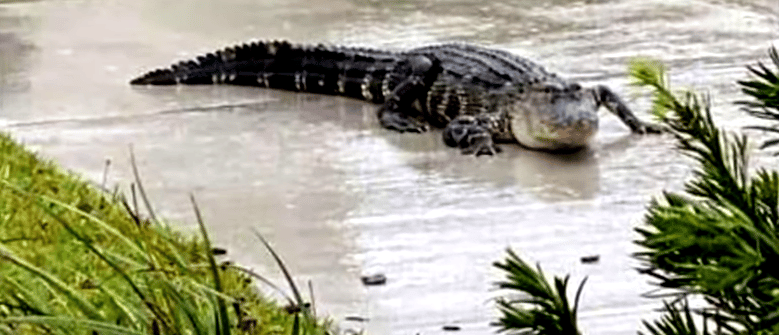 ¡Alerta! Avistan cocodrilos en zonas residenciales por inundaciones del huracán Ian en Florida