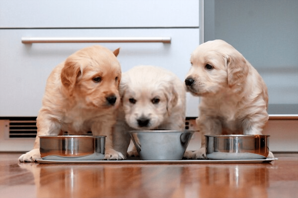 ¡Tome nota! Los alimentos más saludables para un perro