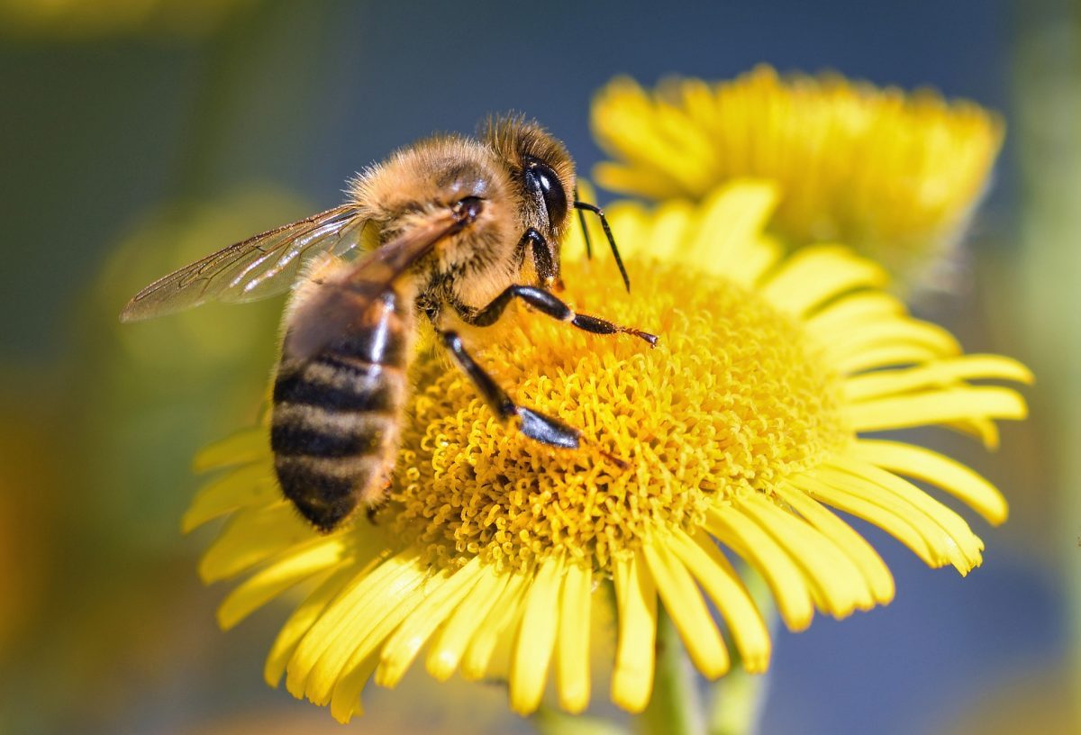 En California las abejas pasaran a ser consideradas legalmente peces