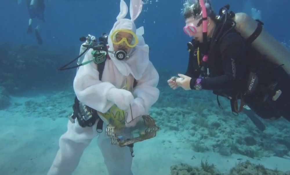 Conejo submarino repartió huevos de Pascua en los Cayos de Florida